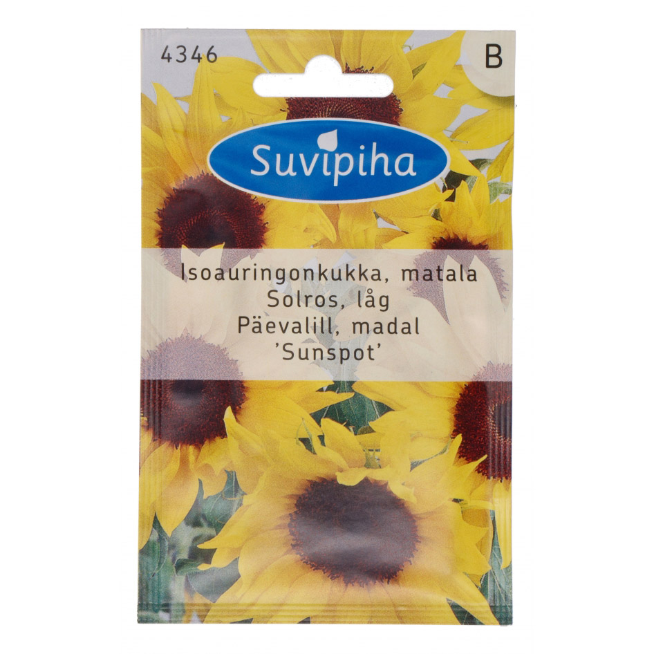 Päevalill Sunspot madal 1g