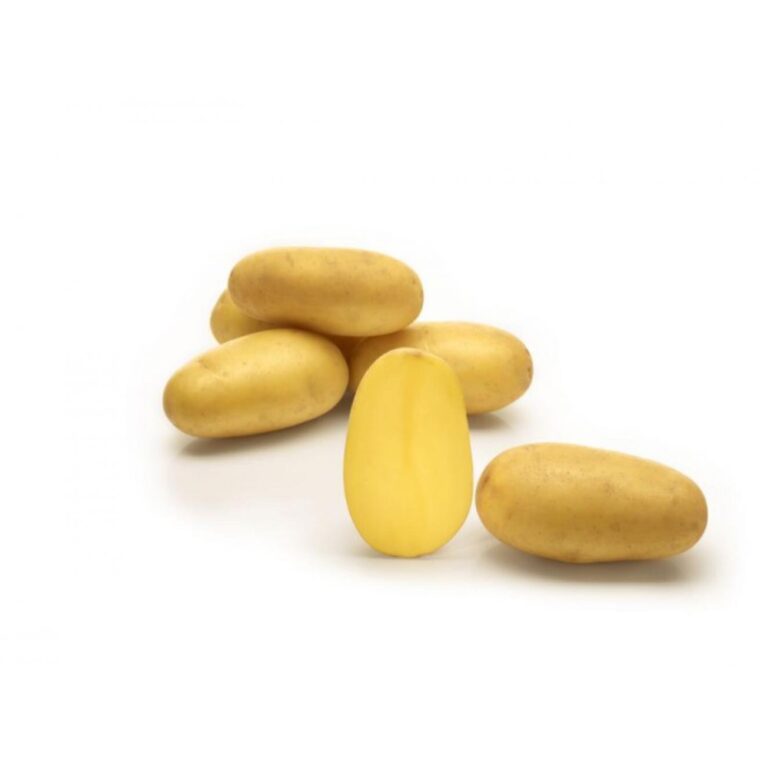 SEEMNEKARTUL SUNSHINE 5KG BALTIC AGRO