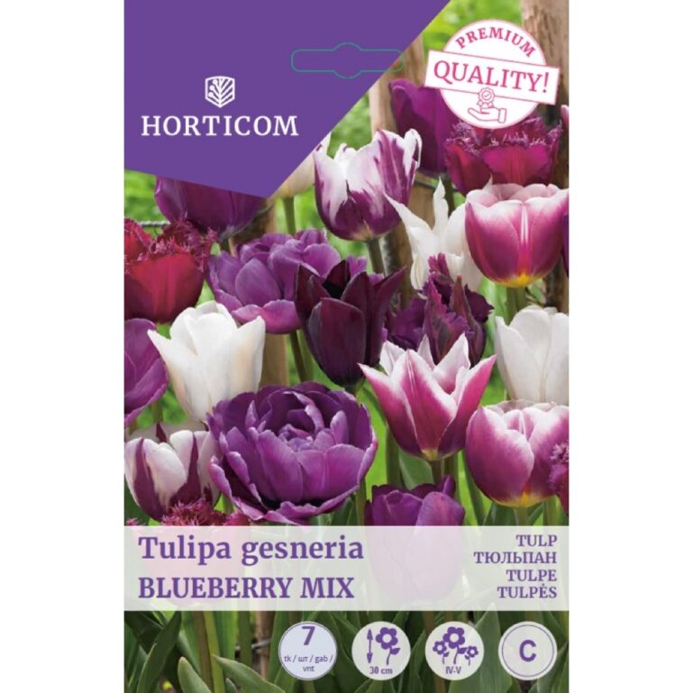 TULP BLUEBERRY MIX 7TK C