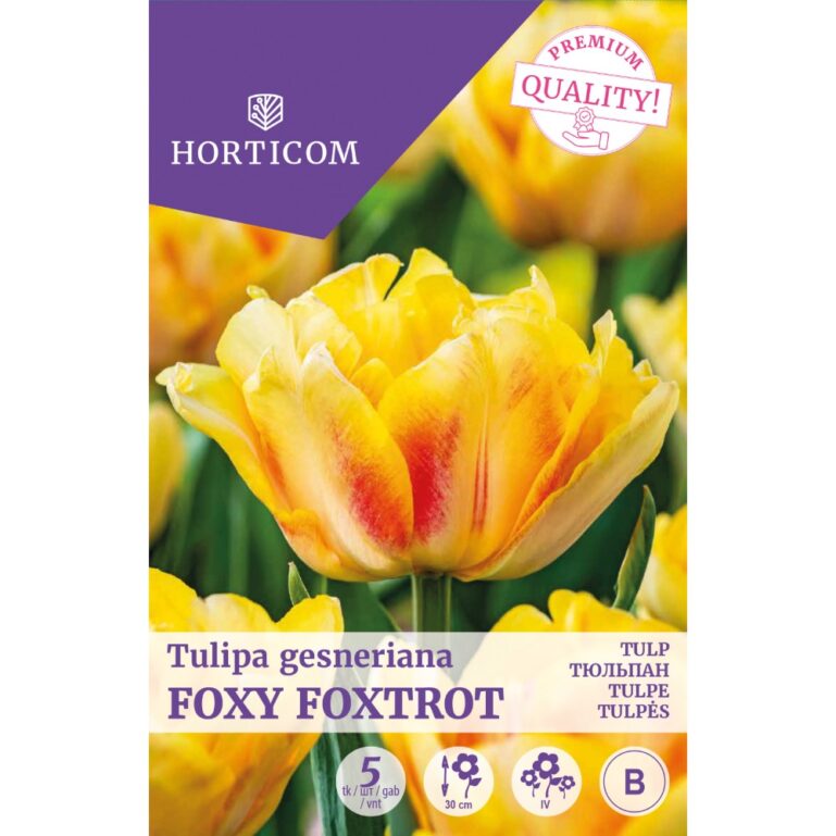 TULP FOXY FOXTROT 5TK B