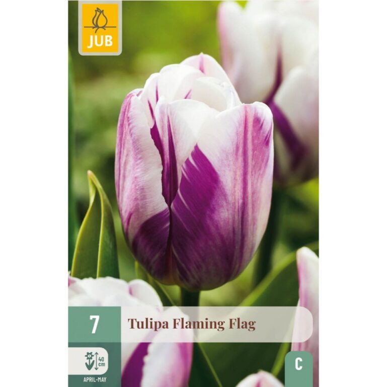 TULP FLAMING FLAG 7TK C
