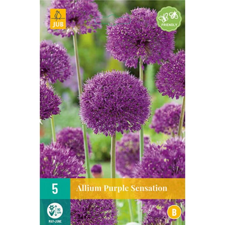 LAUK ALLIUM PURPLE SENSATION 5TK B