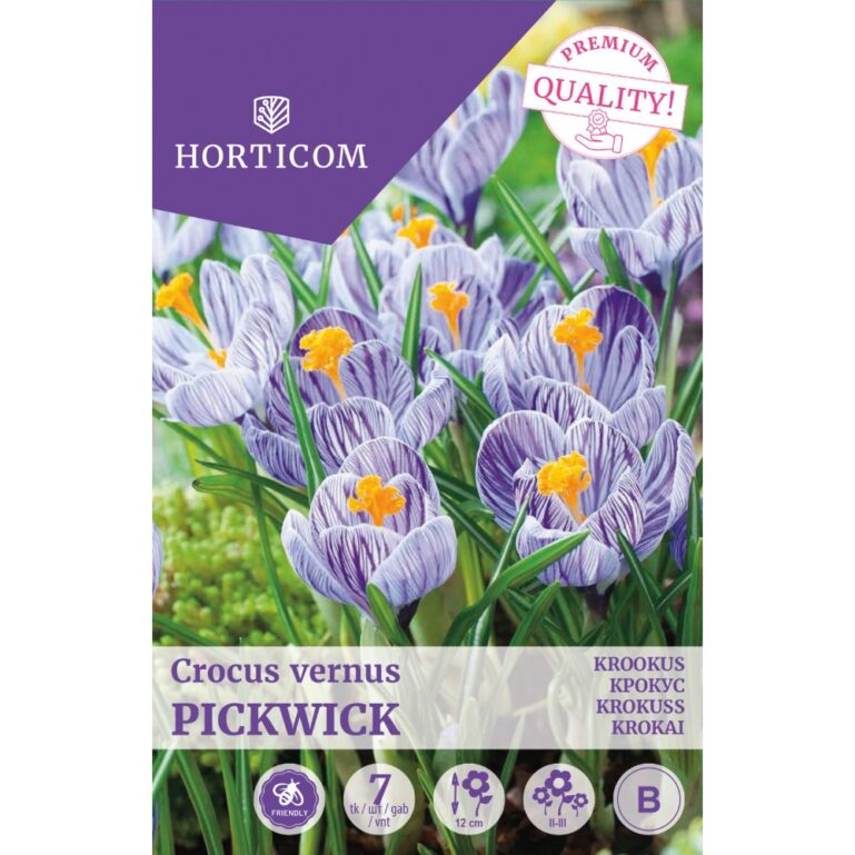KROOKUS PICKWICK 7TK B