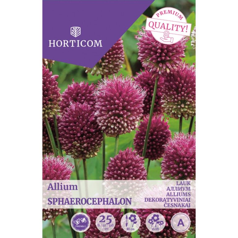 LAUK ALLIUM SPHAEROCEPHALON 25TK A