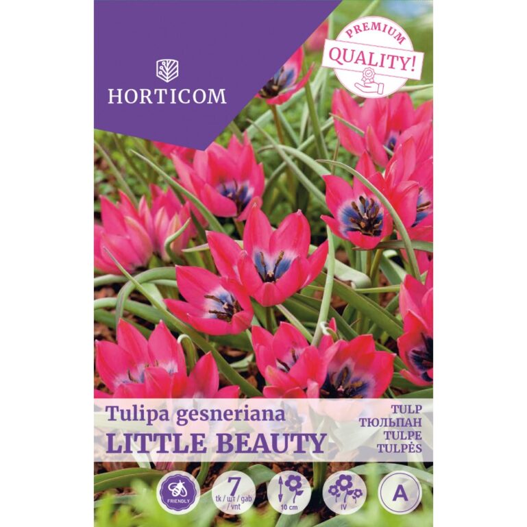 TULP LITTLE BEAUTY 7TK A