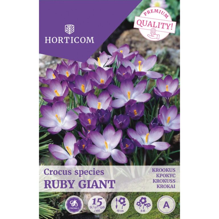 KROOKUS RUBY GIANT 15TK A