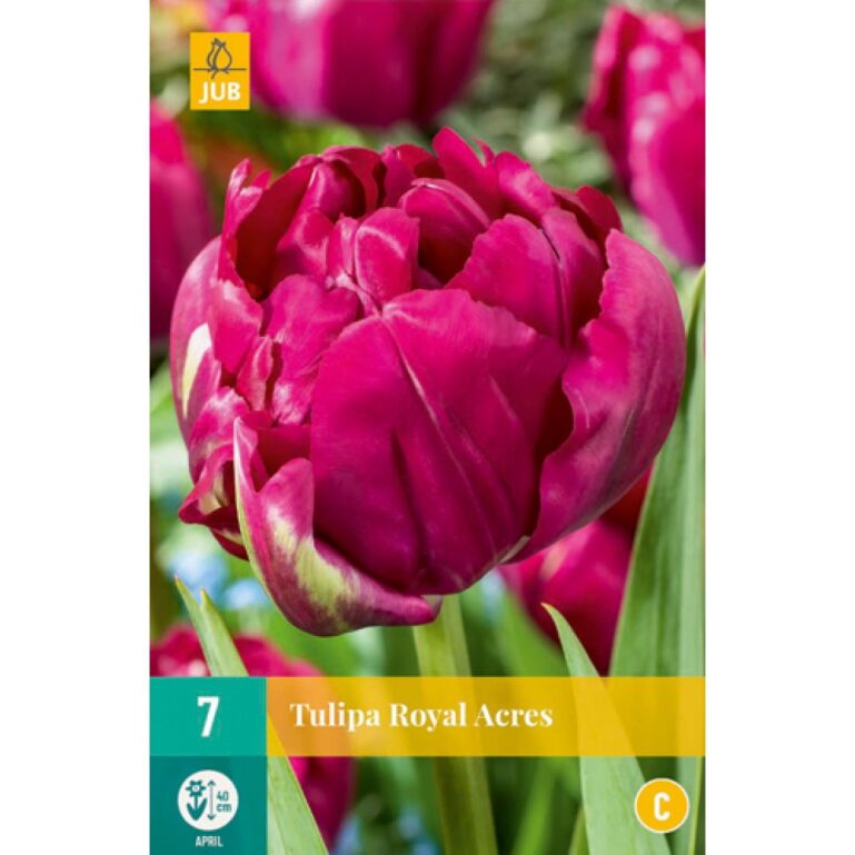 TULP ROYAL ACRES 7TK C