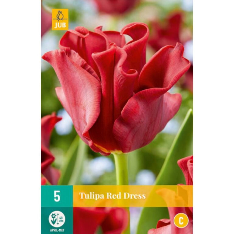 TULP RED DRESS 5TK C
