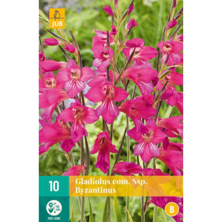 GLADIOOL BYZANTINUS 10TK B
