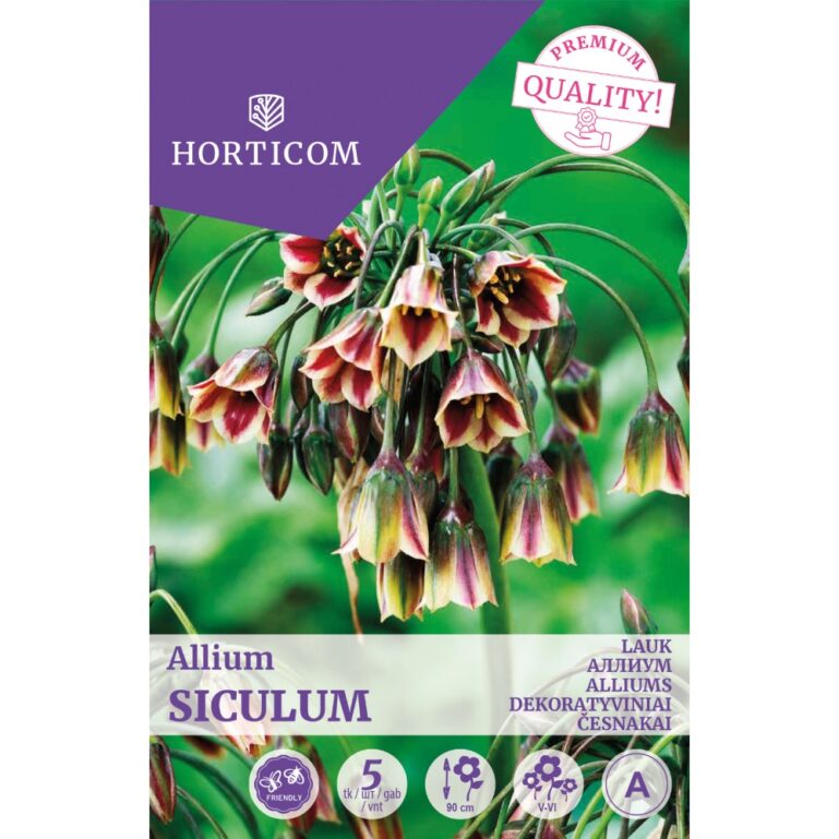 LAUK ALLIUM SICULUM 5TK A