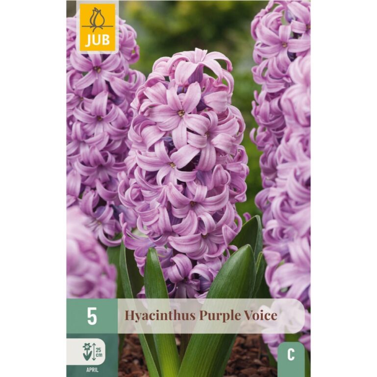 HÜATSINT PURPLE VOICE 5TK C