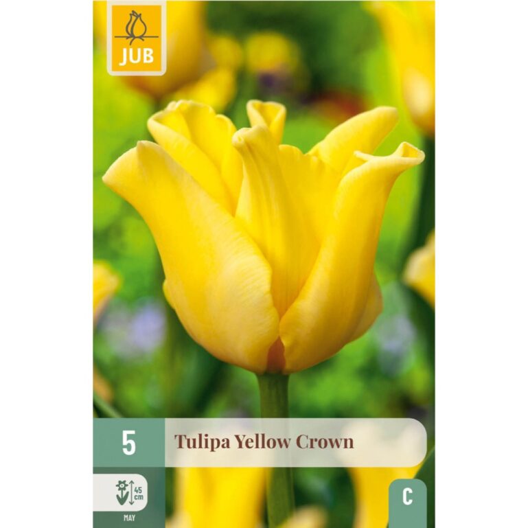 TULP YELLOW CROWN 5TK C