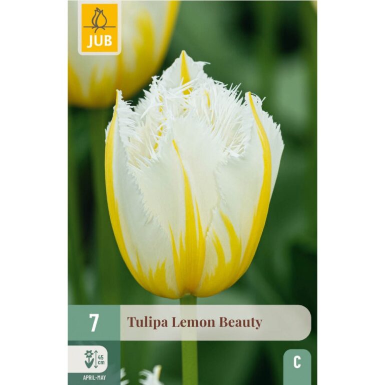 TULP LEMON BEAUTY 7TK C