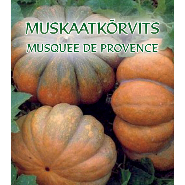 KÕRVITS ( MUSKAATKÕRVITS)