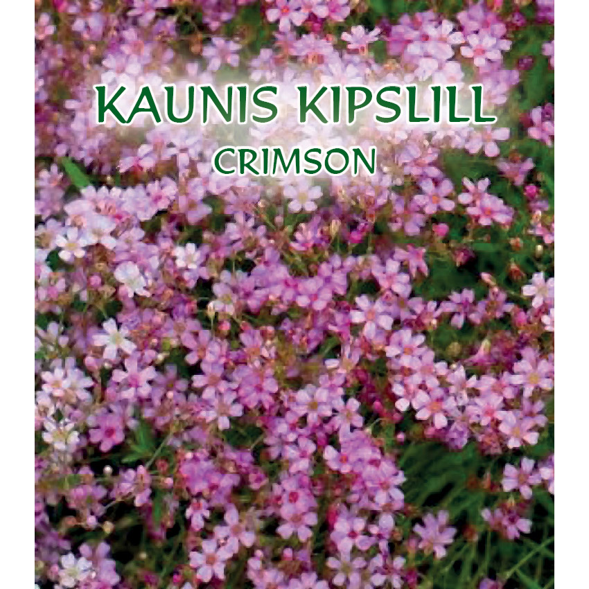 KAUNIS KIPSLILL - Espak E-pood