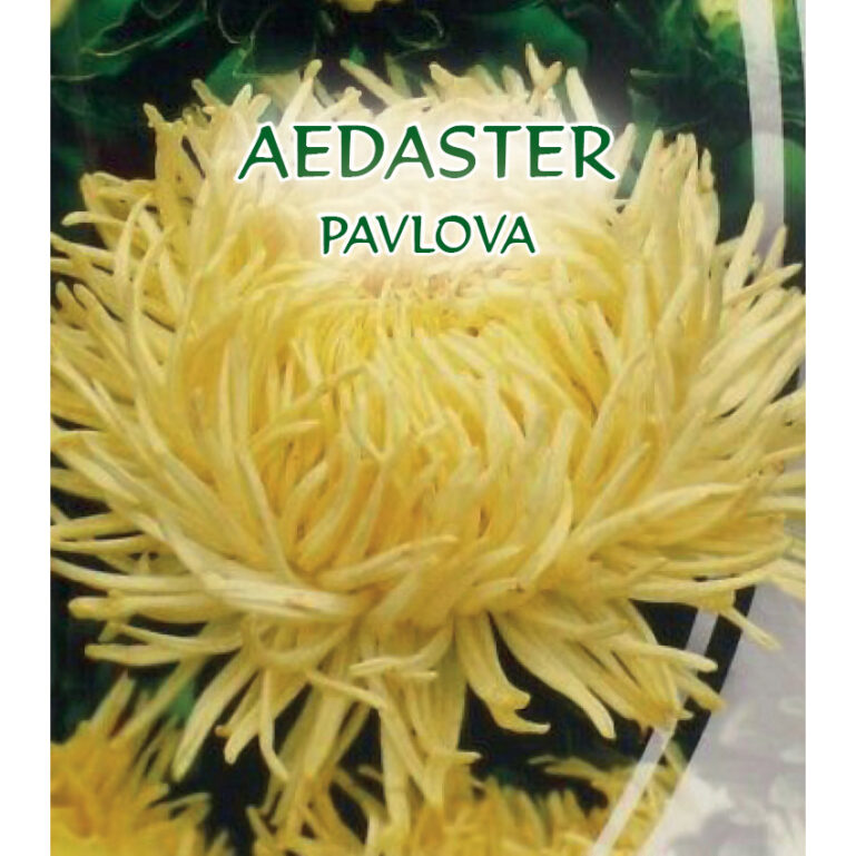 HIINA AEDASTER